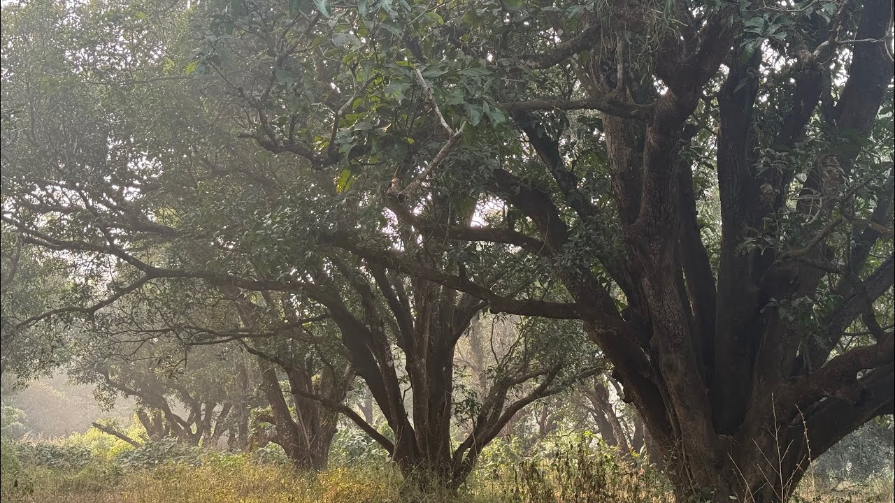 Picnic fun of 2025 at manchabandha  spot