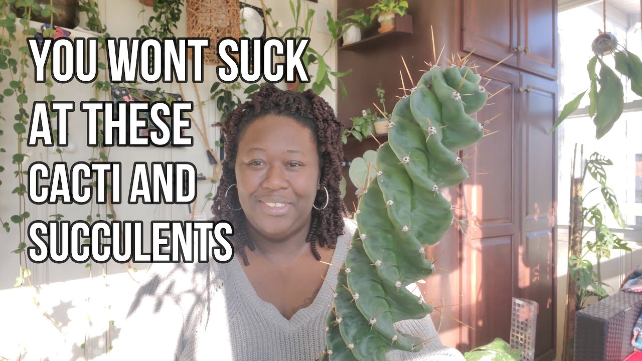 The Best Easy To Grow Succulents and Cacti Everyone Should Have! - YouTube