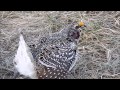 Sharp-Tailed Grouse 2015