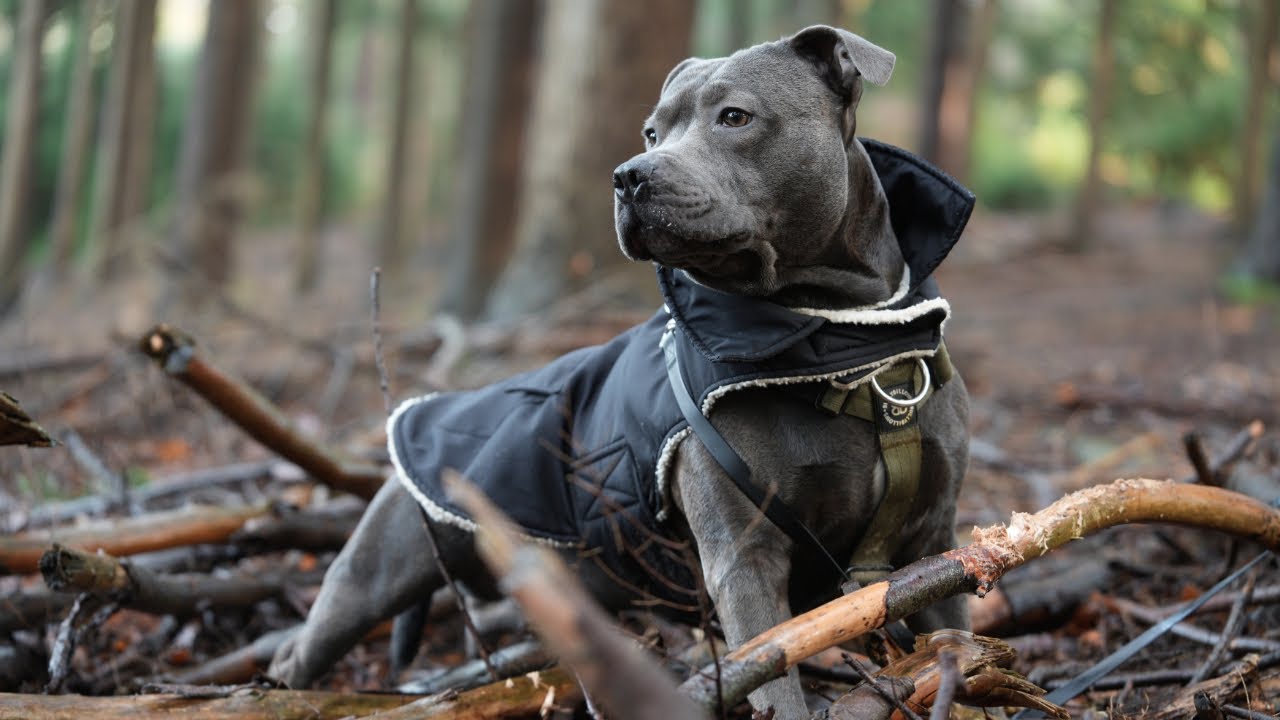 18 Month Old Staffy (Sony A75 + Tamron 70-180mm, f/2.8, G2), 4K 120
