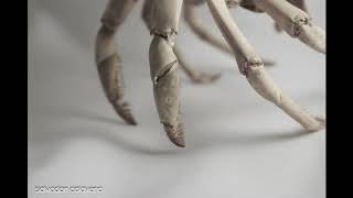 Winter Electro Beats (Salvador Calavera Mix)