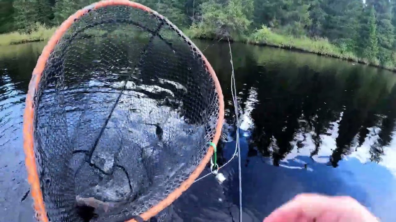 Flugfiske med Torrfluga i Härjedalen del 1