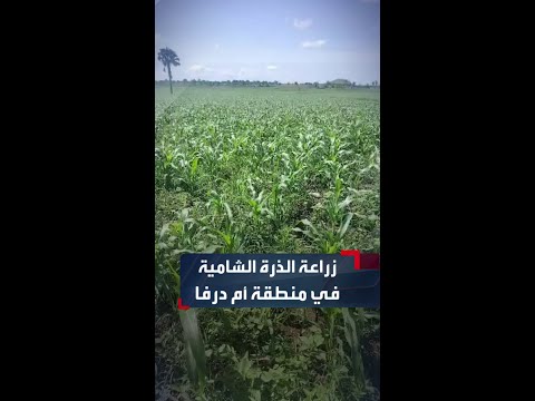 شاب سوداني يحقق إنجازا بزراعة  فدان ذرة شامية بقرية أم درفا بمحلية ود الماحي بالنيل الأزرق