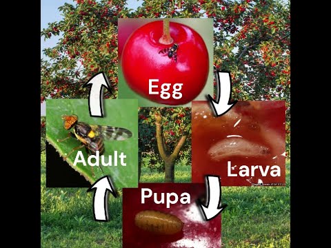 Cherry Fruit Fly Life Cycle