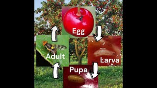 Cherry Fruit Fly Life Cycle