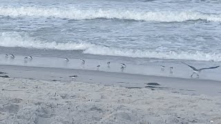 Download Lagu Sanderlings - A Short Visual and Sound Meditation MP3