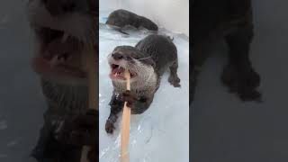 自分で歯みがきするカワウソ  Otter is Brushing Teeth Herself!   #Shorts #カワウソ #otter #loutre