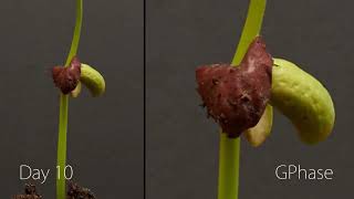 BONUS clip -  Bean time lapse