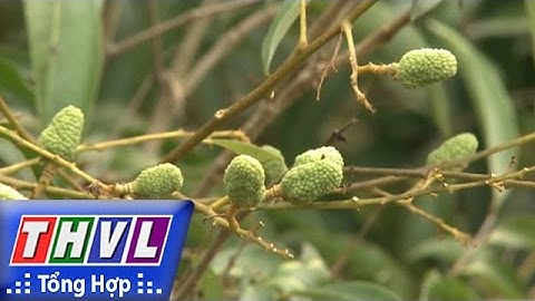 THVL | Người đưa tin 24G: Vải thiều mất mùa nghiêm trọng do thời tiết ấm