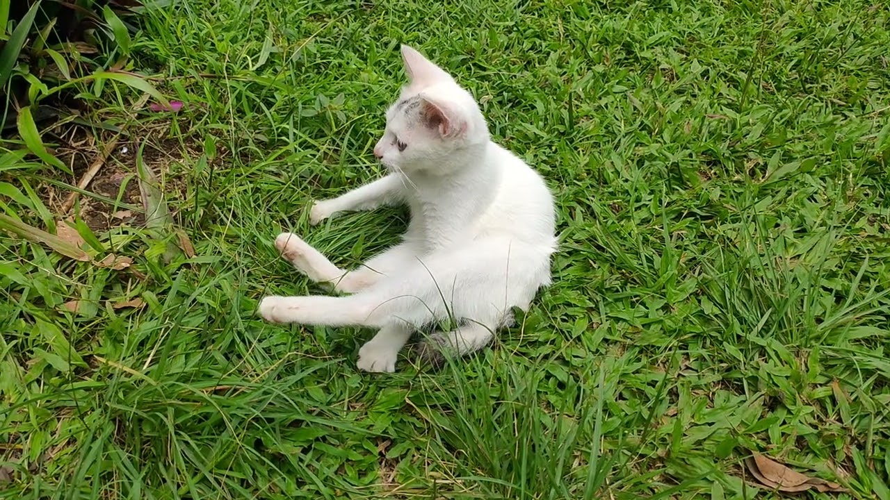 Tingkah lucu anak kucing bermain