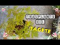 Traplante Del Tagete/Como Trasplantar Tagete En Maceta/Mi huerto en el balcón