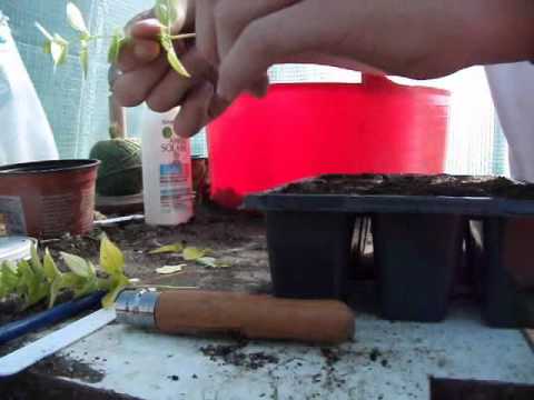 Propagating Golden Marjoram from cuttings