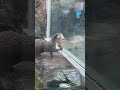 コツメカワウソ夫婦の子育て　#shorts