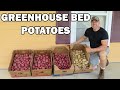 Greenhouse potato harvest and chicken update