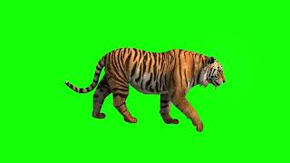 Tiger Green Screen Animation L Hd