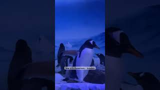 Sea Life Aquarium - London #sealifeaquarium #sealife #london #penguin @GlobalTravelClips