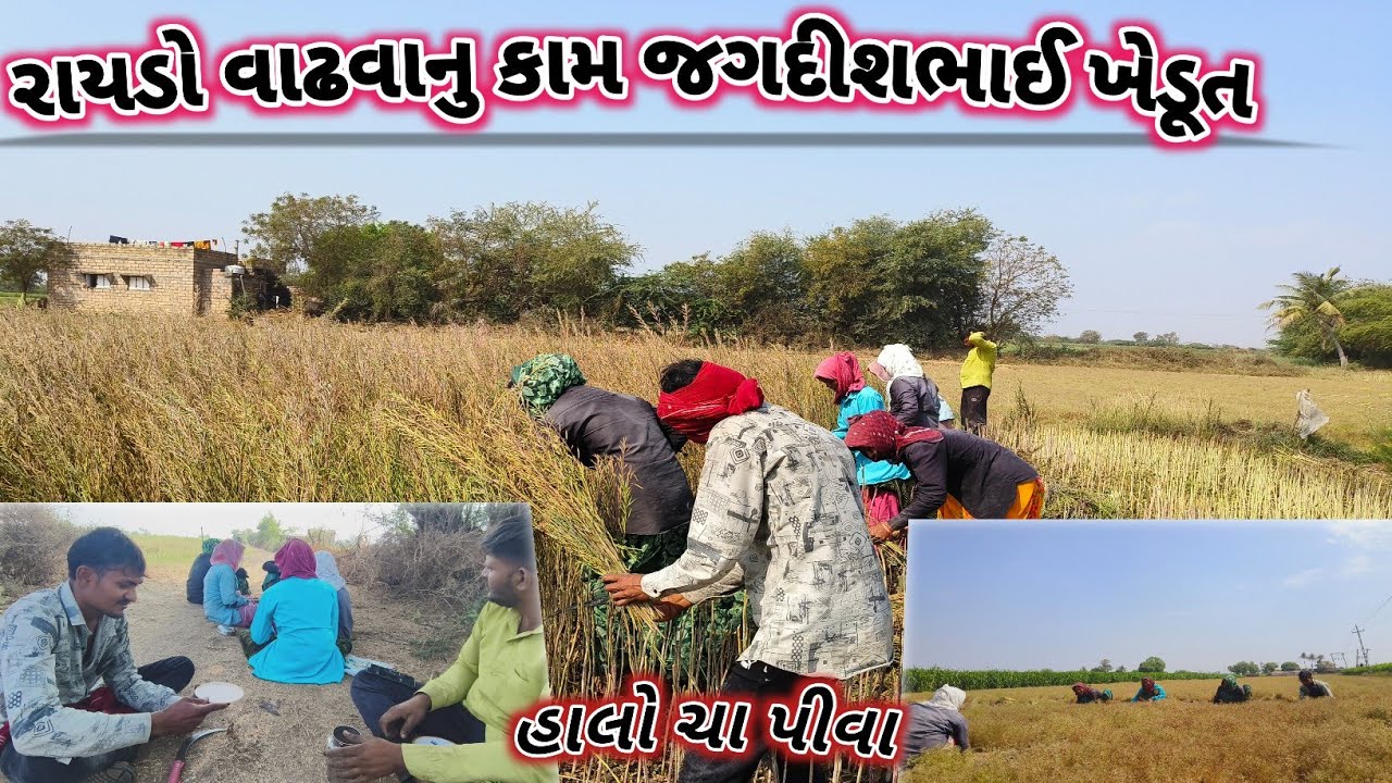 આજે રાયડો વાઢવા નુ કેવું છે કામ🫡//મકાન નો પાટો ભરવાનું કામ 😱ll #farming 