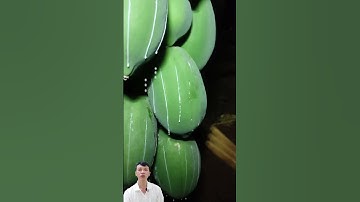 Mủ đu đủ dùng làm gì - What is papaya latex used for? #viral #satisfying #farming #trending