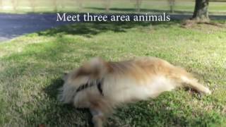 What is a Veterinary Specialist? Learn at VetSpecialists com