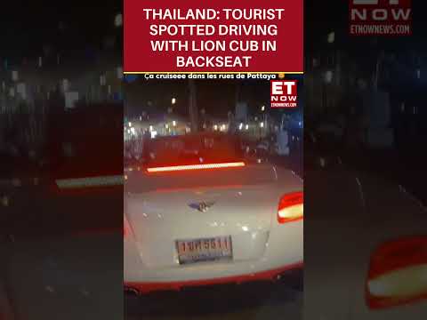 Lion Cub Spotted In Backseat Of Bentley In Pattaya; Probe Launched | Viral | Thailand | #shorts