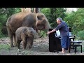 Piano "Méditation de Thaïs" for Mother and Baby Elephant