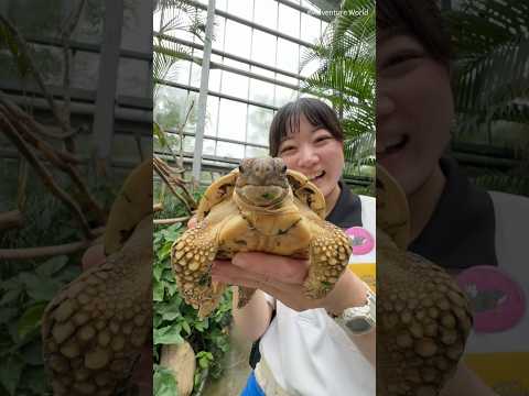 6月26日の【ふろ（26）】にかけまして‥🐢♨️インドホシガメが温か〜いお湯に浸かってリフレッシュ！ #アドベンチャーワールド