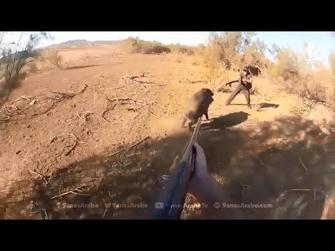 วีดีโอ: วิธีการล่าหมูป่า