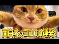 【どうしたの、飼い主くん？→可愛えぇぇぇぇぇええ！】ツッコミどころ満載な猫のおもしろ動画100連発！（しゃべる、子猫、かわいい）