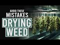 Avoid these 5 mistakes when drying cannabis
