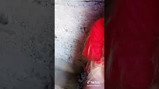 Tiktok breng