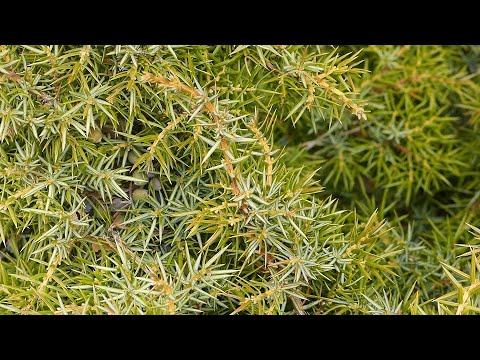 Video: Plantas de enebro para la zona 8: cómo cuidar los arbustos de enebro de la zona 8