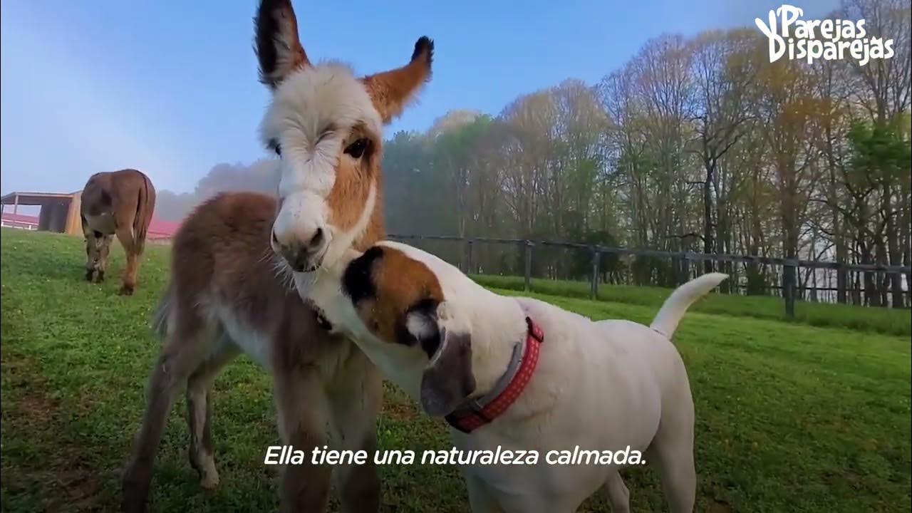 Perro se obsesiona con un burro recién nacido | Parejas Disparejas | El  Dodo - YouTube