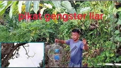 memikat burung serindit tepi rumah menggunakan pikat gengster liar