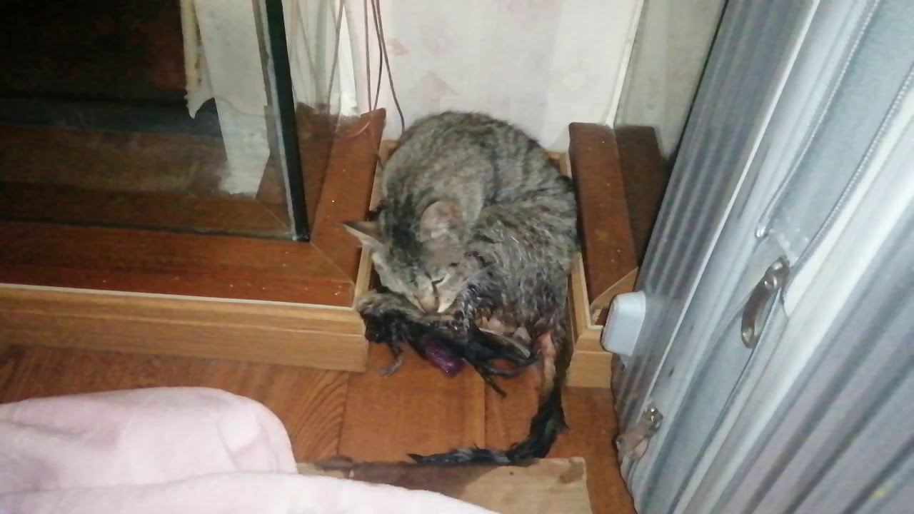 My cat give birth YouTube