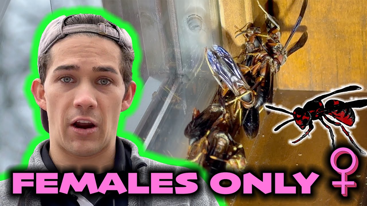 How I Got Rid of Wasps Infesting this Customer's Home