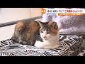 なぜ？「三毛猫ほとんどメス」　九州大学の研究チームが謎を解明へ　ネコ好きの間で支援の輪　【福岡】　／　（2023/01/30　OA）