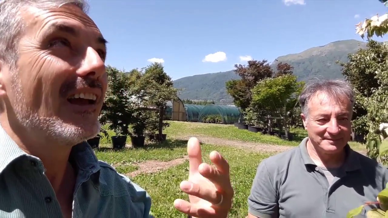 Stewartia pseudocamellia: coltivazione e caratteristiche