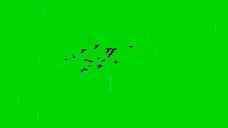 Birds flying green screen template Left to Right YouTube