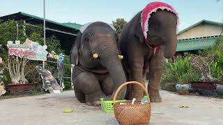 สองพี่น้อง ….สายบุญใสบาตรให้fc