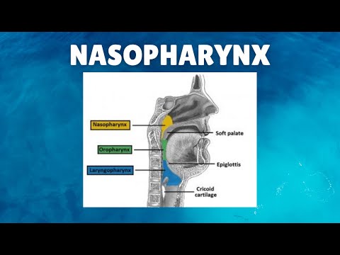 Video: Nasopharynx-funksjon, Anatomi Og Definisjon - Kroppskart