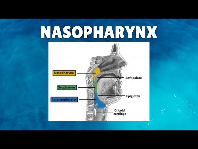 anatomy of nasopharynx