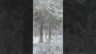 Снегопад в школьном парке. Демьяново. 13.04.2025.
