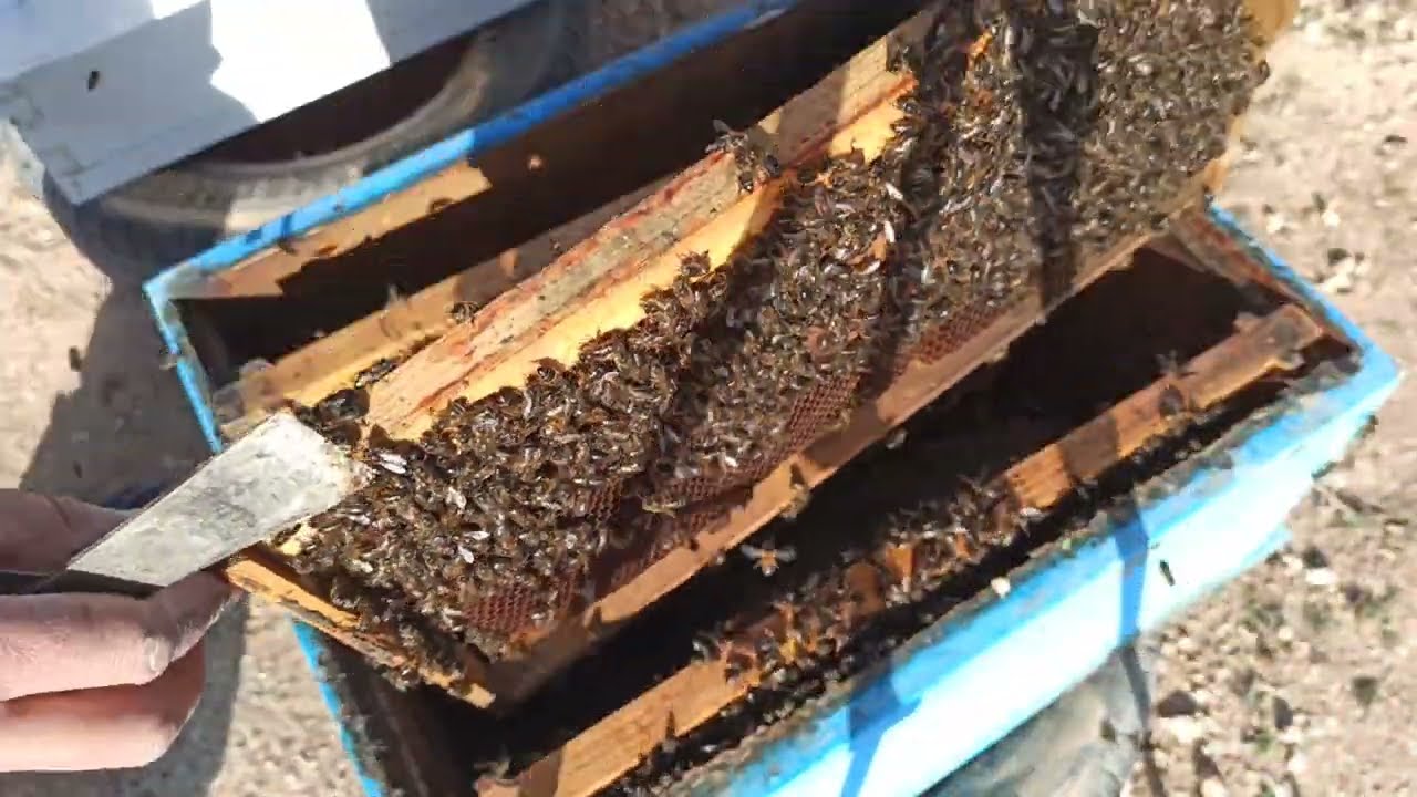 كيف اتصرف اذا وجدت بيوت ملكية و الملكة حاضرة بالخلية