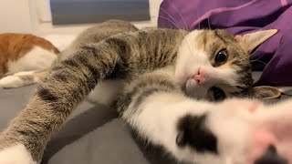 Paws and Meows | CAT VLOG #24