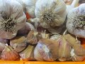 Дача - сезон 2020 г. Октябрь - посадка чеснока, лука, картофеля и посев моркови под зиму. Что и как.