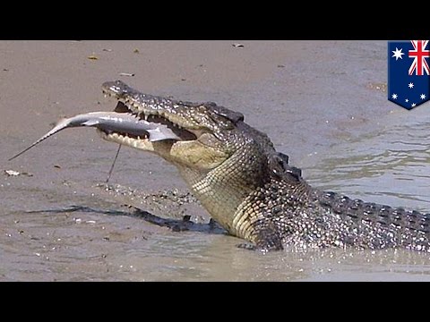 Crocodile vs shark: Brutus the giant one-armed crocodile catches shark in Adelaide River