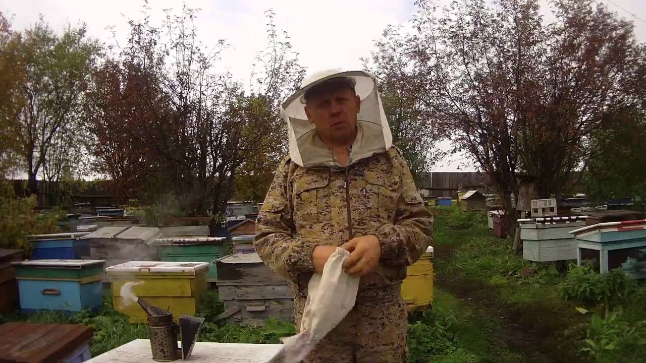 Пасека владимира рябухина. Пасека Рябухина 2018 видео от отводка до семьи