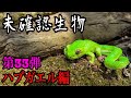 Unidentified Creature I Can T Go Home Until I Find The Hub Frog Unidentified Creature I Can T Go Home Until I Find The Hub Frog