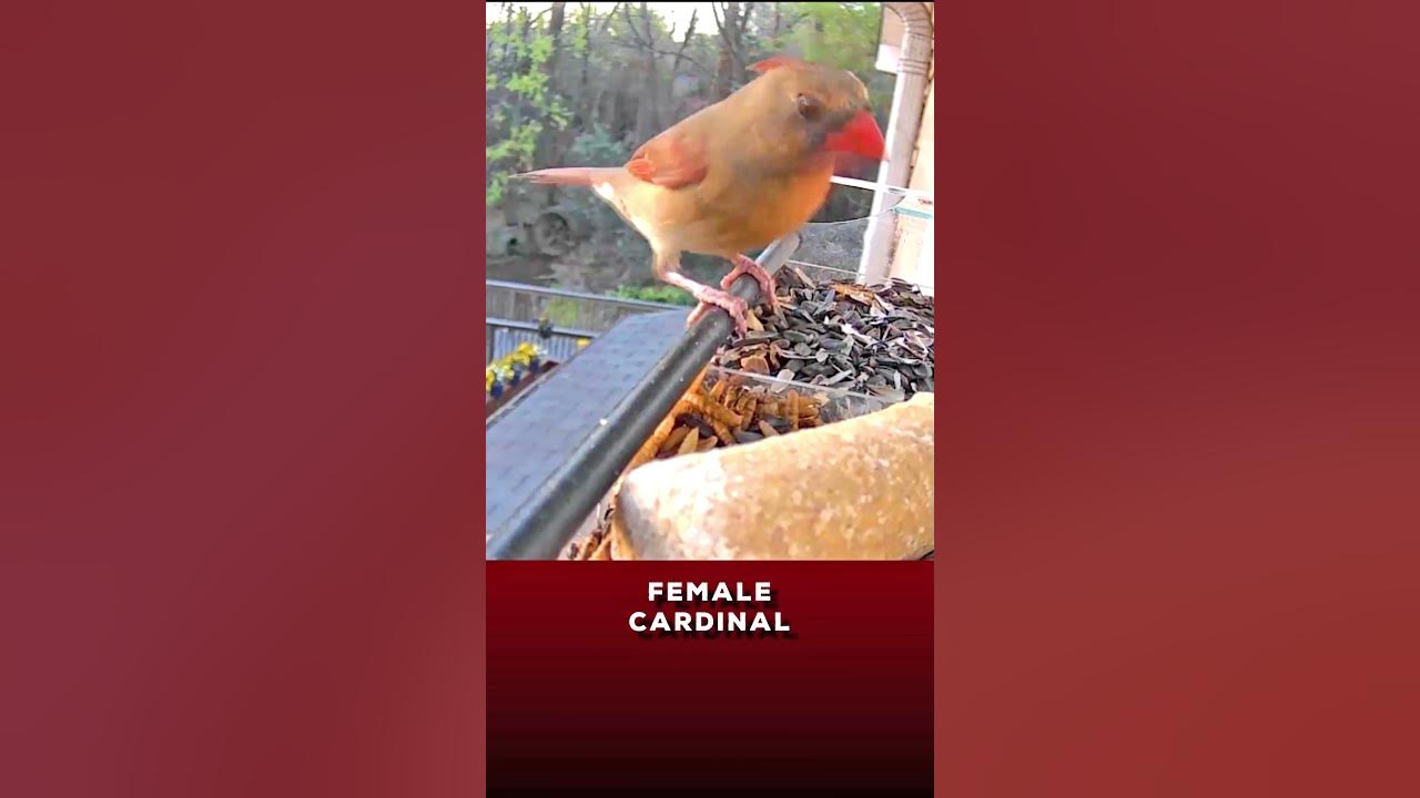 Cardinal Clicking at Bird Feeder 🐦Aviary Birds birdwatching aviary 