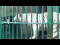 തിരുവനന്തപുരം മൃഗശാല  ....... കടുവകൾ | Tigers in Trivandrum zoo.......